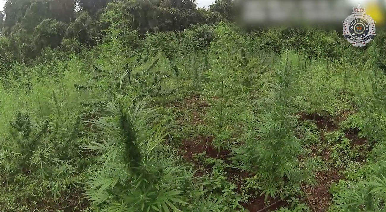 Outdoor cannabis crop in Australia