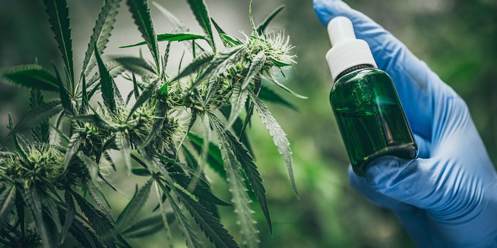 Person holding CBD oil next to cannabis plant
