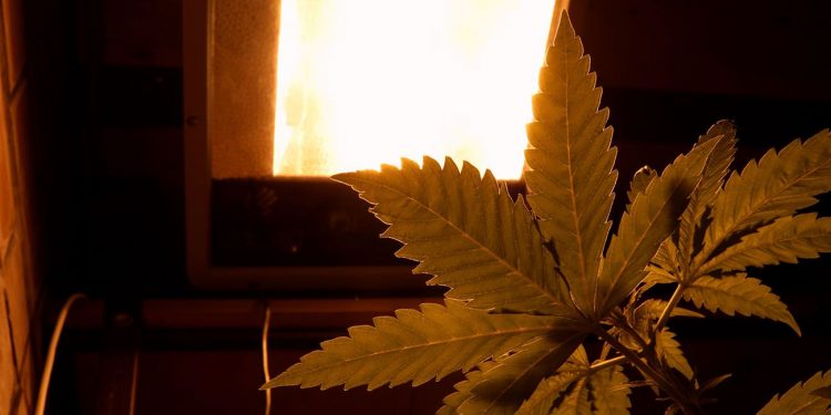 Cannabis growing under a UV light