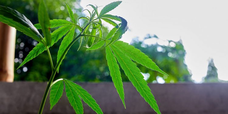 Cannabis leaf in an Australian backyard