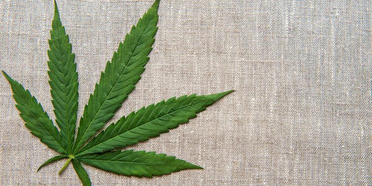Cannabis leaf on a hemp background
