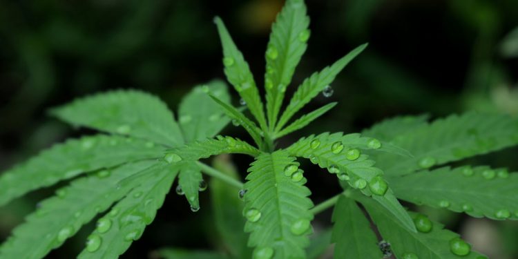 Cannabis leaf with water droplets