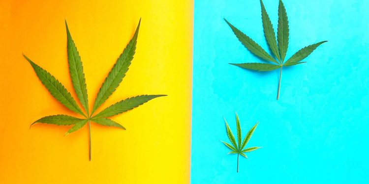 Cannabis leaves on orange and blue background