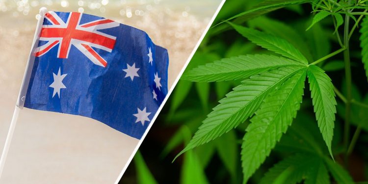 Cannabis plant with Australian flag