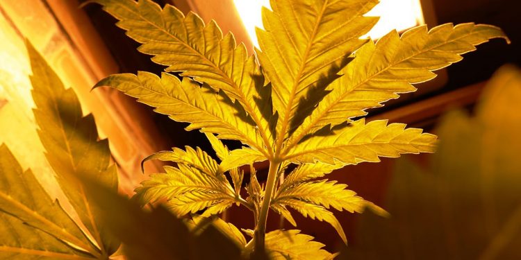 Cannabis under an orange light