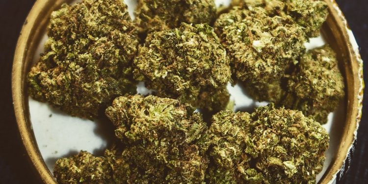 Dried cannabis on a glass plate