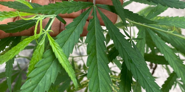 Hand holding cannabis plant outside