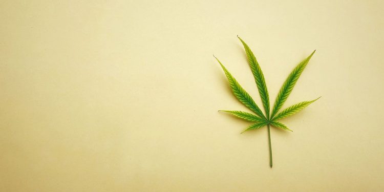 Hemp leaf on a beige background