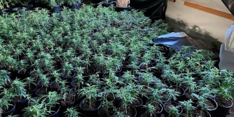 Illegal cannabis grow house in New South Wales