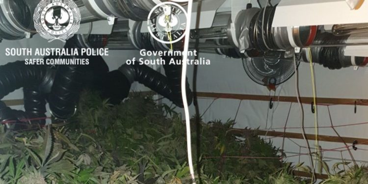 Illegal cannabis grow house in South Australia