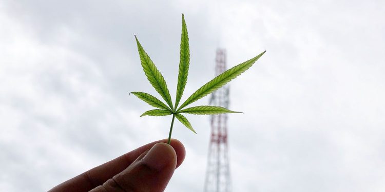 Person holding a small cannabis leaf