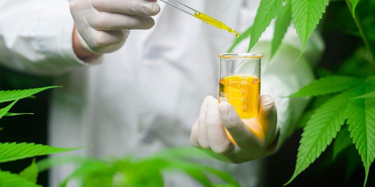 Scientist testing cannabis