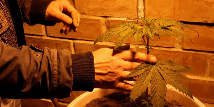 Tending a cannabis plant in illegal grow house