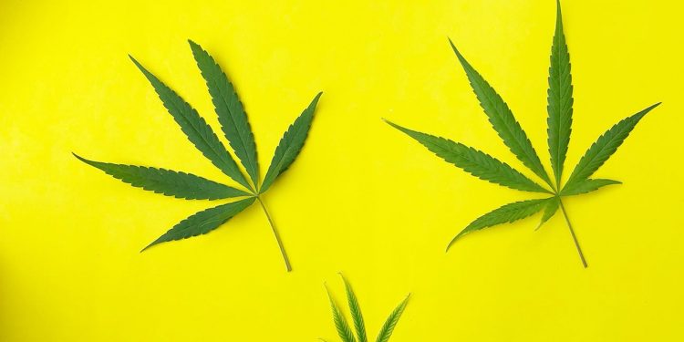 Three cannabis leaves on a yellow background