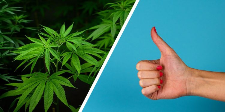 Thumbs up for cannabis