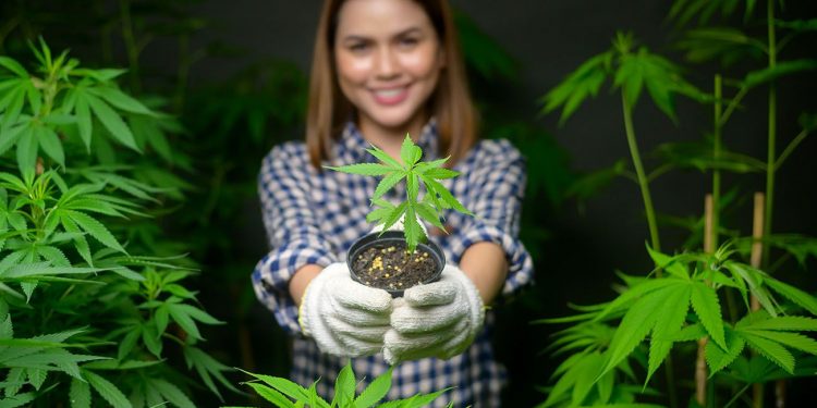 Woman holding a cannabis plant