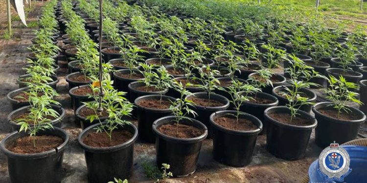 Young cannabis plants growing in an illegal cannabis farm