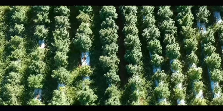 Aerial view of a hemp farm