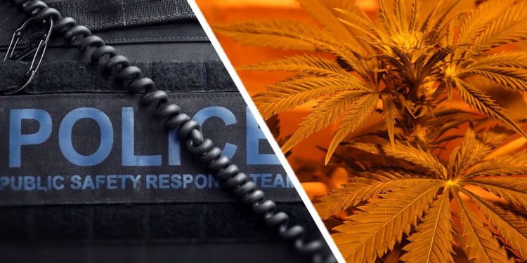 Australian police next to a cannabis plant