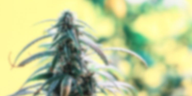 Blurry cannabis flower