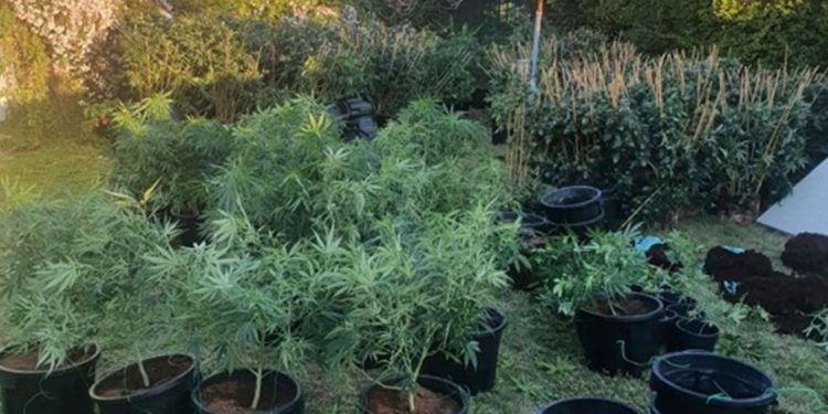 Cannabis growing in an Australian backyard