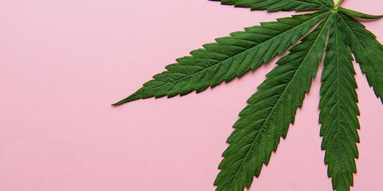 Cannabis leaf on a pink background