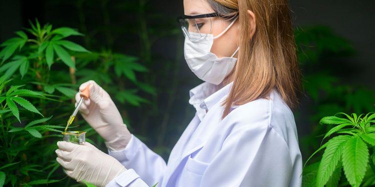 Cannabis scientist working with the plant