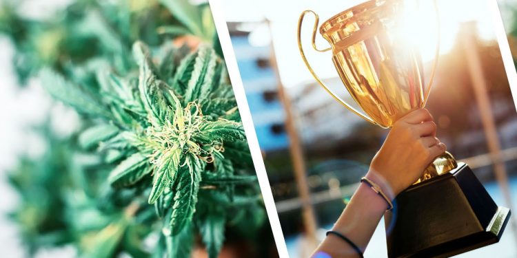 Cannabis trophy