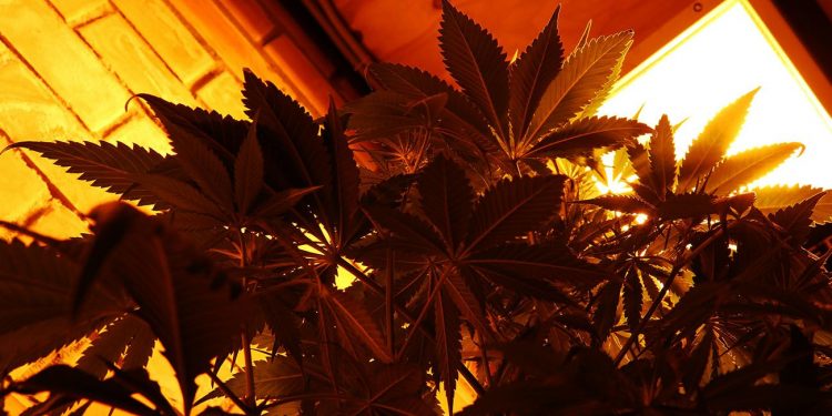 Dark orange photo of a cannabis plant under a light