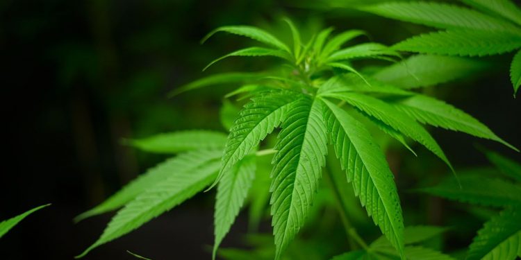 Green cannabis leaf