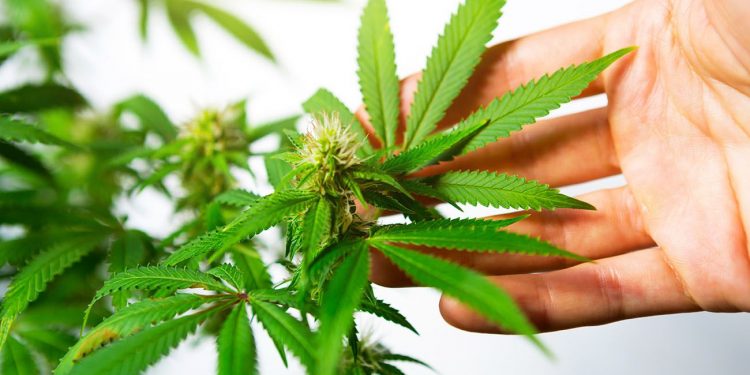 Hand embracing a cannabis leaf