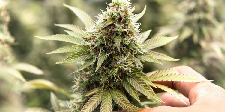 Hand holding a cannabis plant