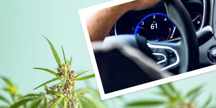 Person driving car with a cannabis background