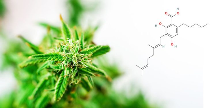 CGBA cannabis chemical