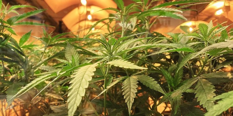 Cannabis growing in a house 1