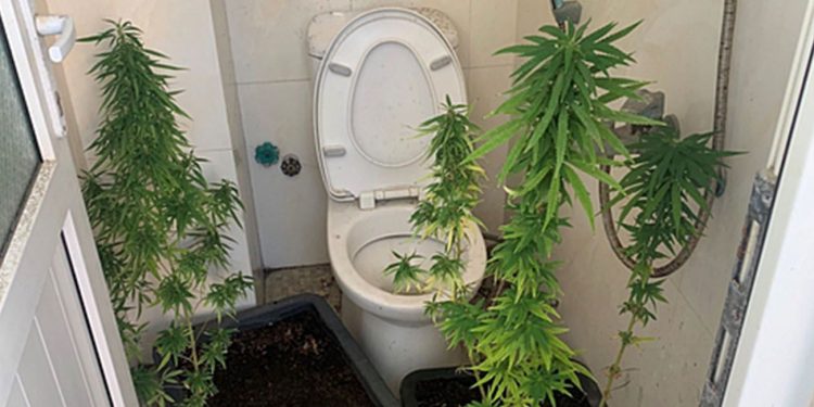 Cannabis plants in a bathroom