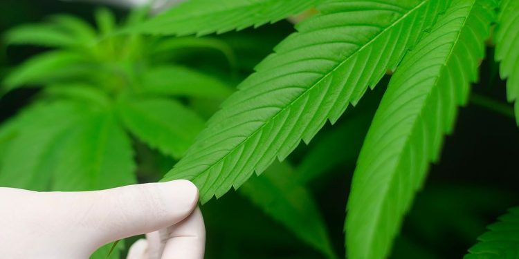 Doctor holding cannabis plant