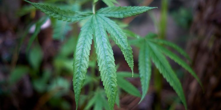 Green cannabis plant growing in a pot