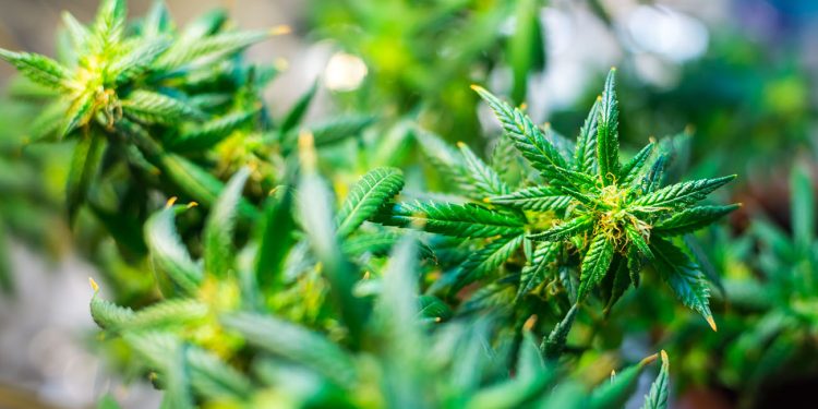 Green cannabis up close