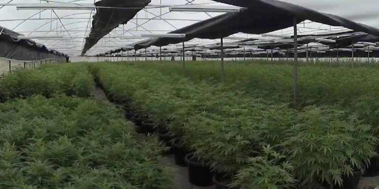 Illegal cannabis grow farm in QLD