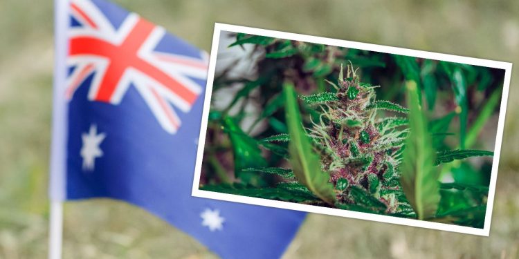 Australian flag with cannabis