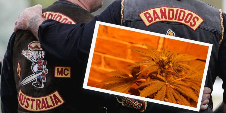 Bikie gangs and cannabis