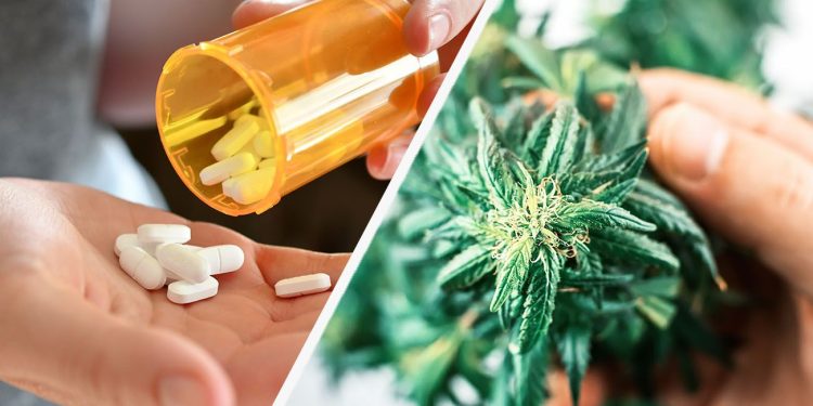 Cannabis and opioids