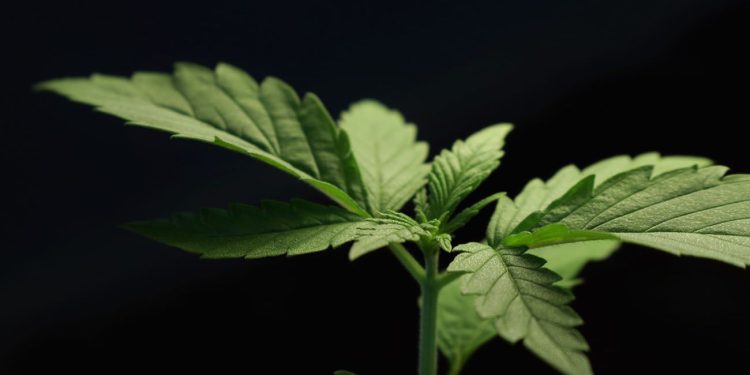 Cannabis plant on black background