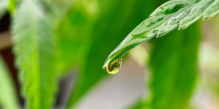 Close photo of cannabis leaf