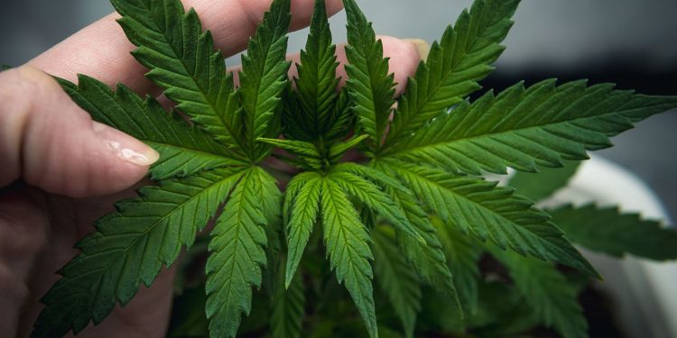 Holding a cannabis plant