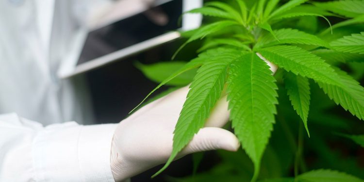 Scientists studying cannabis