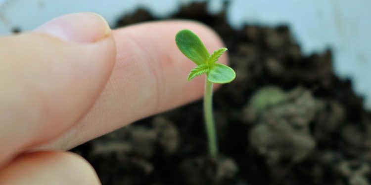 Small cannabis plant growing