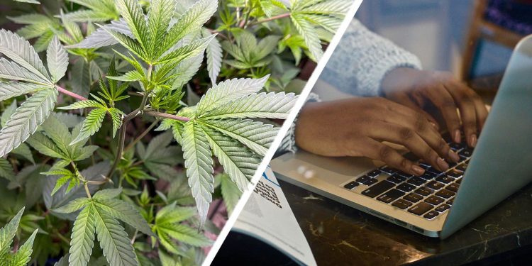 Cannabis and person working on laptop