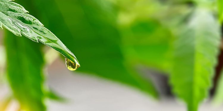 Cannabis dripping oil